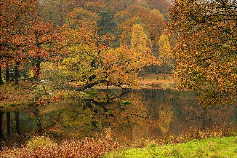 Autumn Gold_Sarah Potter.jpg